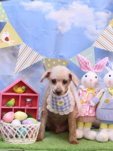 20240328モコくん